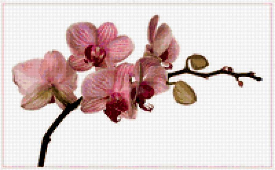 орхидея - орхидеи цветы - предпросмотр