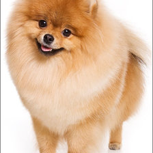 Схема вышивки «Шпиц»