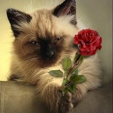 Схема вышивки «№267360»