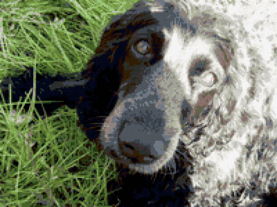 Русская спаниель - предпросмотр