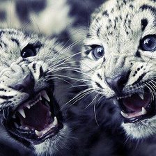 Схема вышивки «детеныши»