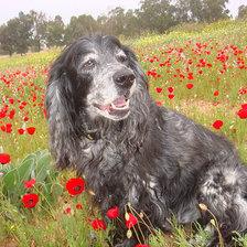 Схема вышивки «Джек»