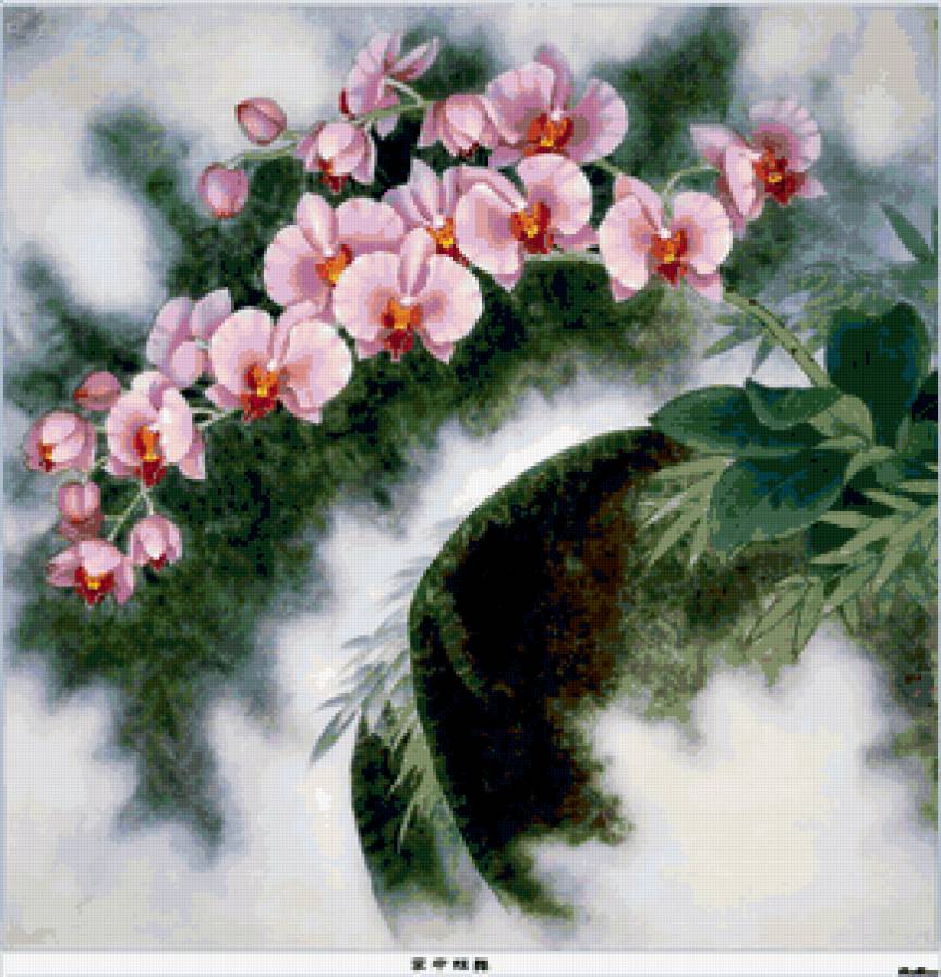 Орхидеи - орхидеи, цветы - предпросмотр