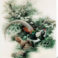 Схема вышивки «фазан»