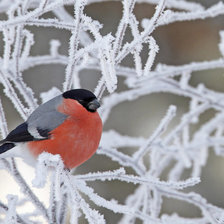Схема вышивки «Для души»