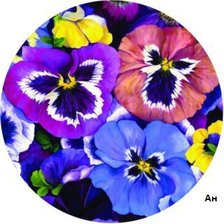 Схема вышивки «Подушка "Анютки"»