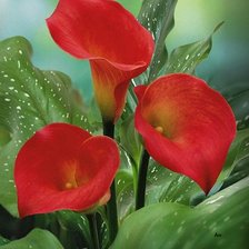 Схема вышивки «Подушка "КРАСНЫЙ АНТУРИУМ"»