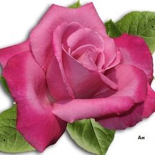 Схема вышивки «Подушка "РОЗА"»