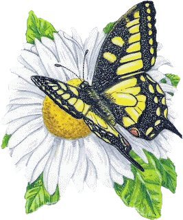 бабочка цветы - бабочка цветы - оригинал