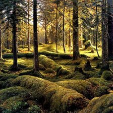 Схема вышивки «Лесное кладбище. Шишкин»