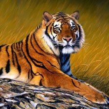 Схема вышивки «тигр»