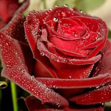 Схема вышивки «красная роза»