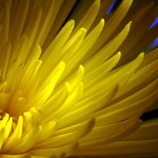 Схема вышивки «Желтая хризантема»