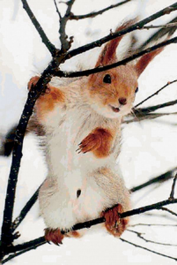 белочка - животные - предпросмотр