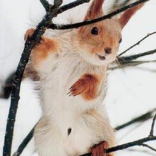 Схема вышивки «белочка»