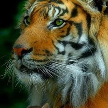 Тигр с котенком.