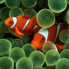 Схема вышивки «Морские жители.»