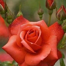 Схема вышивки «Красная роза»