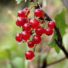 Красная смородина