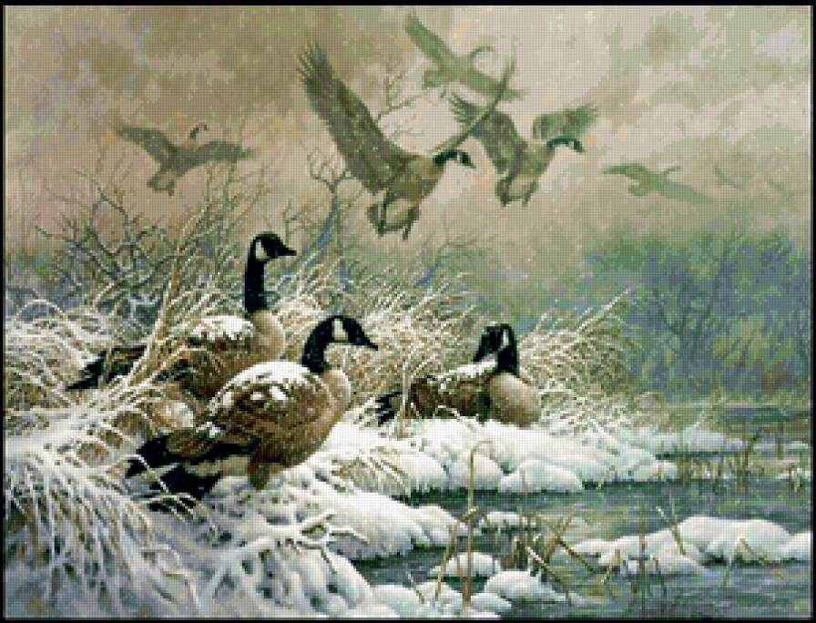 утки - предпросмотр