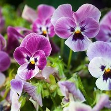 Схема вышивки «фиалочки»