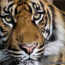 Схема вышивки «рыжий тигр»