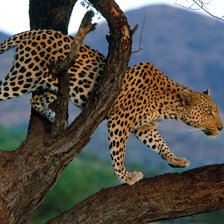 Схема вышивки «дикая природа»