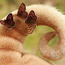 Схема вышивки «Хвостик в бабочках»