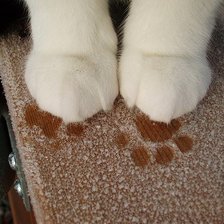 Схема вышивки «Лапки»