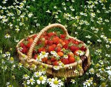 Схема вышивки «клубника на поляне»