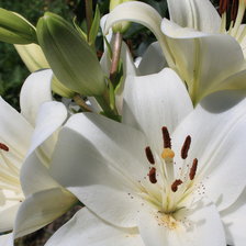 Схема вышивки «белые лилии»