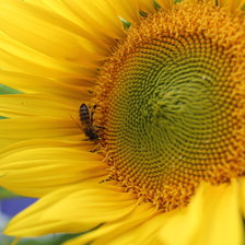 Схема вышивки «подсолнух»