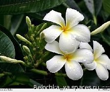 Схема вышивки «белые цветы»