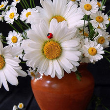 Схема вышивки «ромашки»