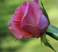 Схема вышивки «розaчкa»