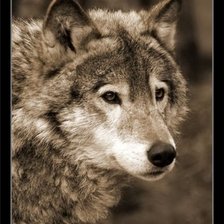 Схема вышивки «волк»