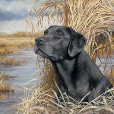 Схема вышивки «Черный лабрадор»