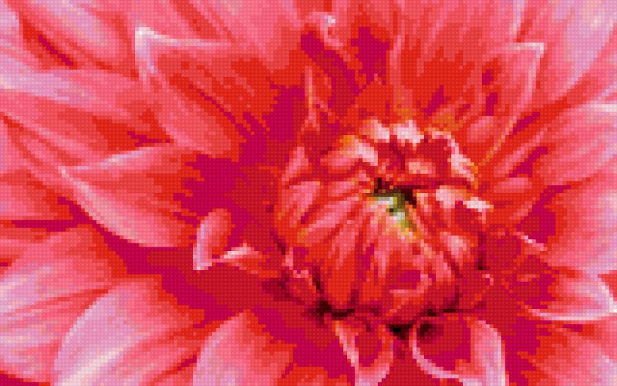 розовый гергин - розовый, георгин, цветок, цветы - предпросмотр