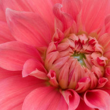 Схема вышивки «розовый гергин»