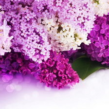 Схема вышивки «№269088»