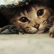 Схема вышивки «Котенок»