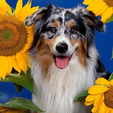 Схема вышивки «прятки»