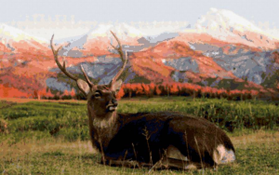 красота природы - животные - предпросмотр