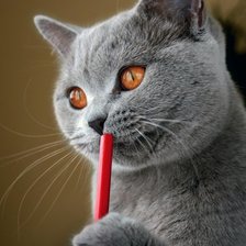 Схема вышивки «кошка»