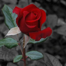 Схема вышивки «Роза.»