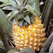 Схема вышивки «Ананас»