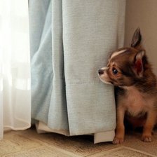 Схема вышивки «Щенок»