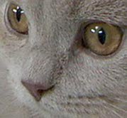 Схема вышивки «КОШАЧЬЯ МОРДОЧКА»