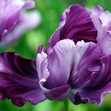 Схема вышивки «ФИОЛЕТОВЫЙ ТЮЛЬПАН»