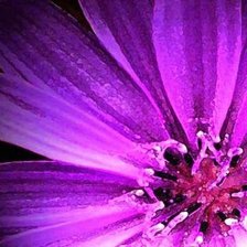 Схема вышивки «РОЗОВЫЙ ЦВЕТОК»